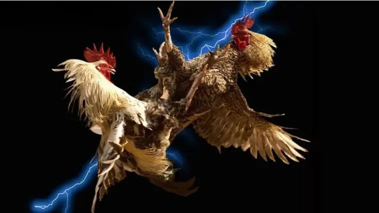 Trải Nghiệm Đỉnh Cao Đá Gà Bigbet88 Sân Chơi Đẳng Cấp Số Một